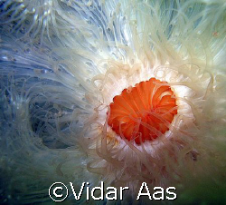Pulmose anemone by Vidar Aas 